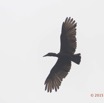 030 LOANGO 2 Akaka Riviere Rembo Ngove Nord Oiseau Aves Ombrette Africaine Scopus umbretta en Vol 15E5K3IMG_106803wtmk.jpg